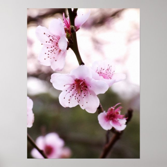 Poster Spring Blossoms (Devant)