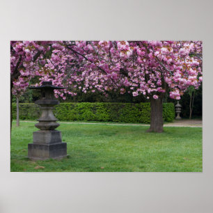 Poster Spring Cherry Blossoms