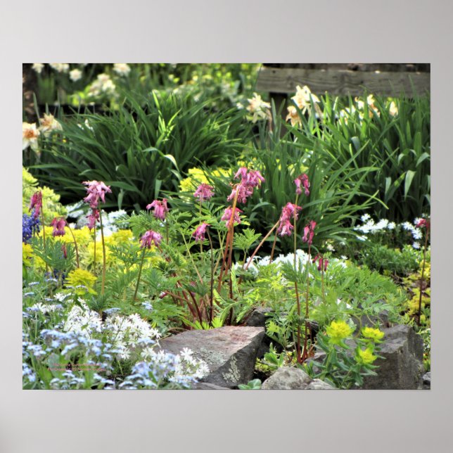 Poster Spring Garden Perennials (Devant)