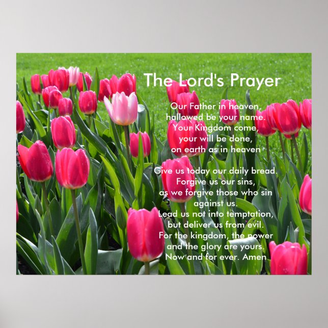 Poster Spring pink tulip flowers, The Lord's Prayer (Devant)