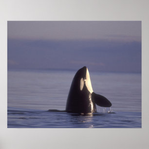 Poster Spyhopping Orca Killer Whale (Orca orcinus) près d