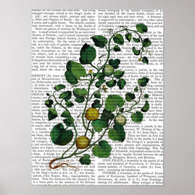 Poster Squash Vine 4 (Devant)