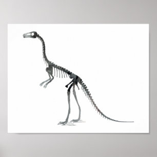 Poster squelette compsognathus