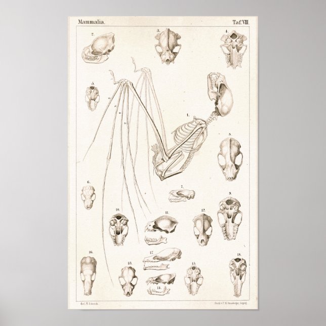Poster Squelette de chauve-souris et crânes Anatomie vété (Devant)
