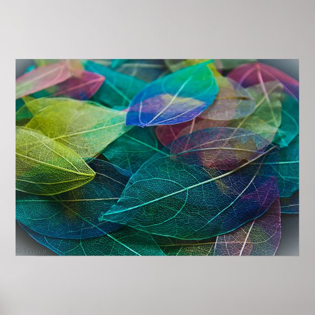 Poster Squelette Feuille (Devant)