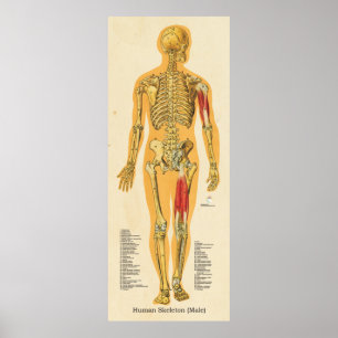 Poster Squelette humain Anatomie des os Hommes