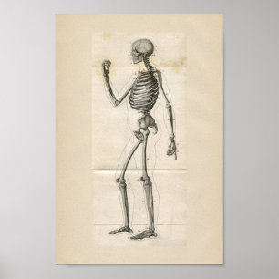 Poster Squelette humain Anatomie Vintage Imprimer