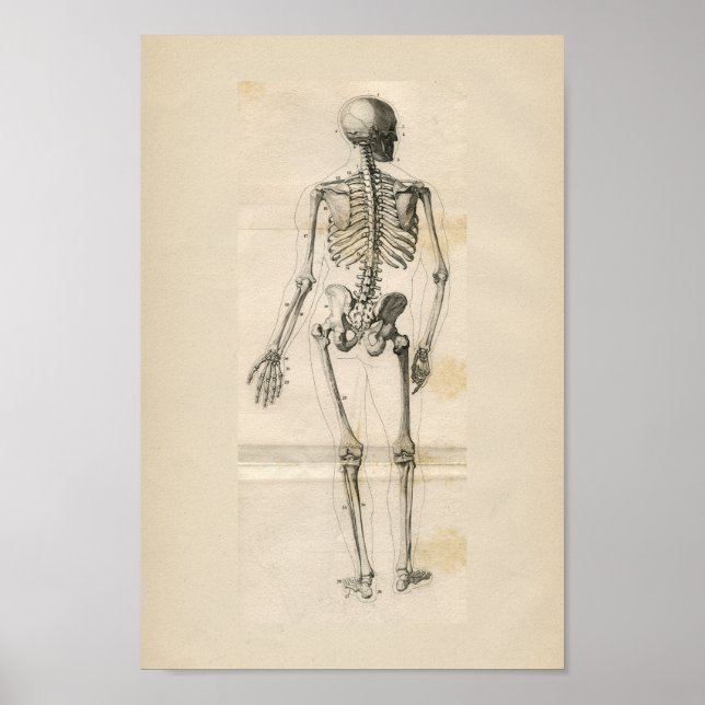 Poster Squelette humain Anatomie Vintage Imprimer (Devant)