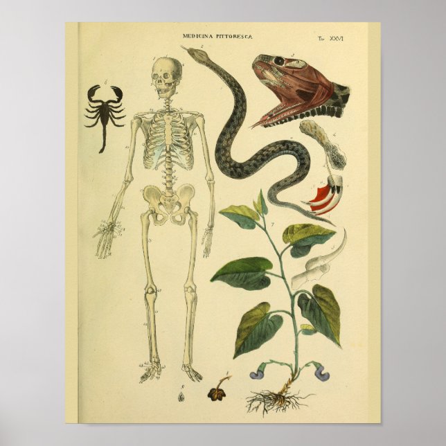 Poster Squelette Scorpion Anatomie Médicale Art Imprimer (Devant)