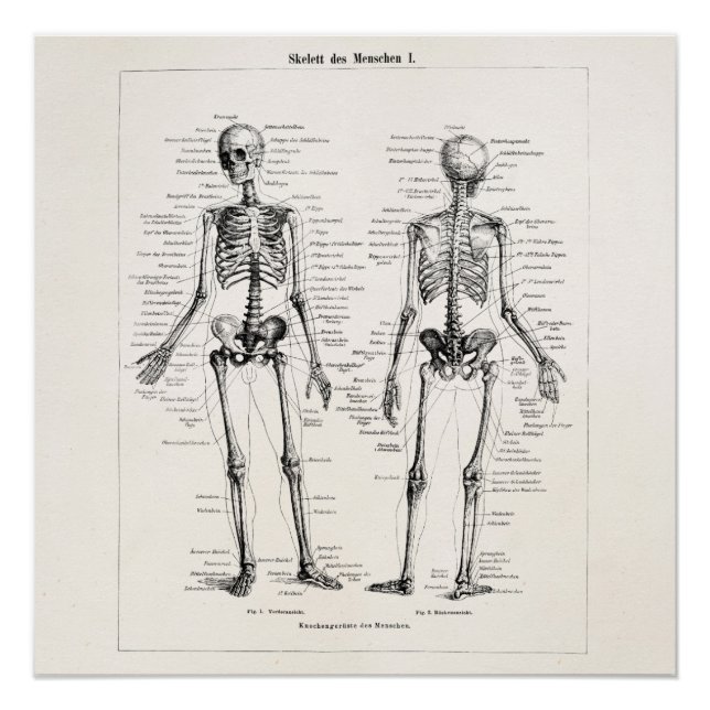Poster Squelette vintage Anatomie humaine Os Os Crâne (Devant)