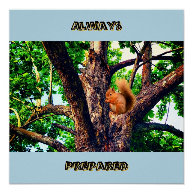 Poster Squirrel Animal (Devant)