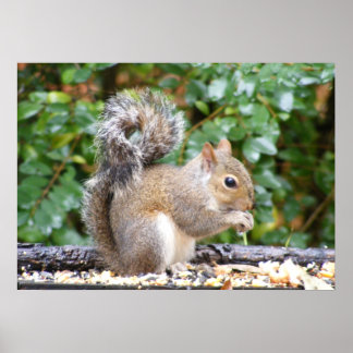 Poster Squirrel Cutie