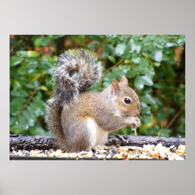 Poster Squirrel Cutie (Devant)