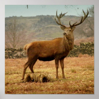 Poster Stade impérial