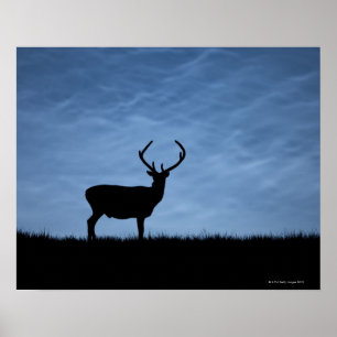 Poster Stag de cerfs rouges silhouetté la nuit