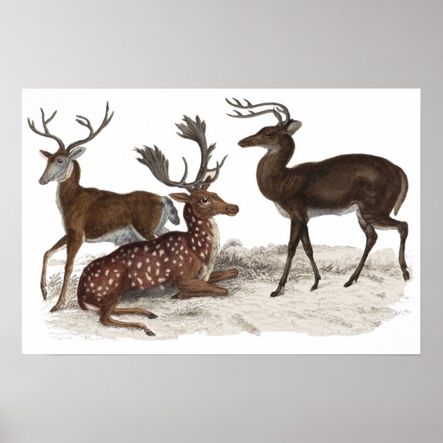 POSTER STAGS  PRINT (Devant)