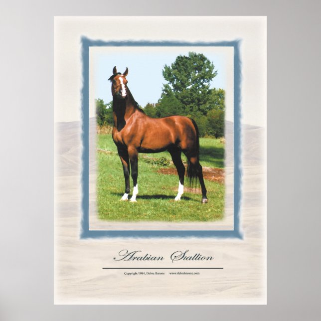 Poster Stallion arabe (Devant)