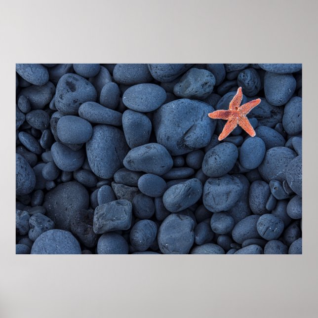Poster Starfish On Black Rocks Along Iceland (Devant)