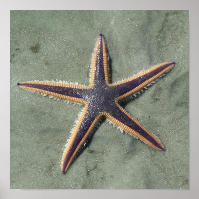 Poster Starfish Purple étoile de mer sur la plage (Devant)