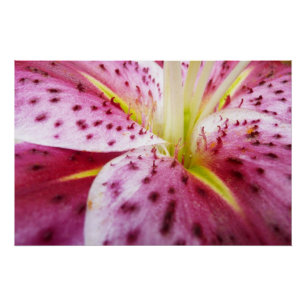 Poster Stargazer Lily brillant Magenta Floral