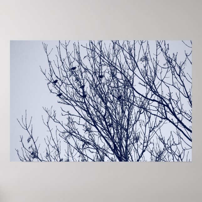 Poster Starlings dans un arbre (Devant)