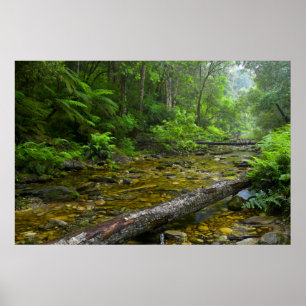 Poster Steam en forêt, montagnard Knysna-Amatole