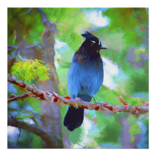 Poster Steller's Jay Painting - Art original pour oiseaux