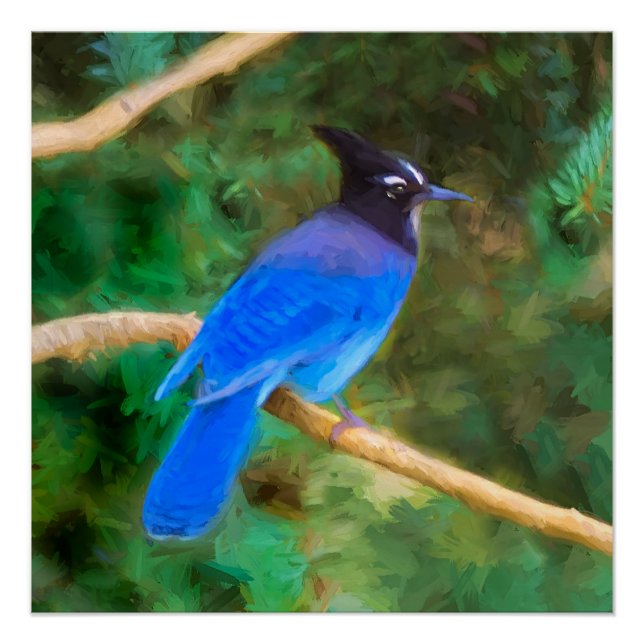 Poster Steller's Jay Painting - Art original pour oiseaux (Devant)