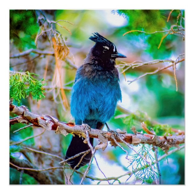 Poster Steller's Jay - Photographie originale (Devant)