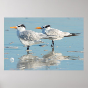 Poster Sternes royales sur la plage
