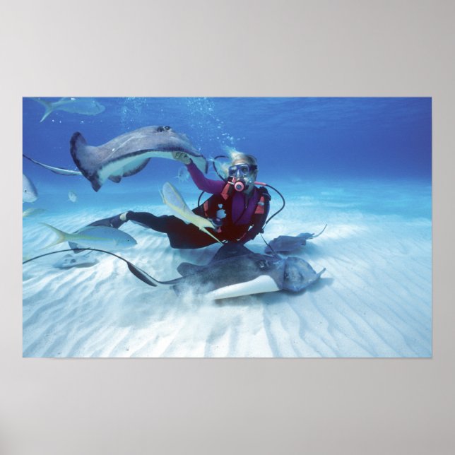 Poster Stingray City, Grand Cayman, Îles Caïmans, (Devant)