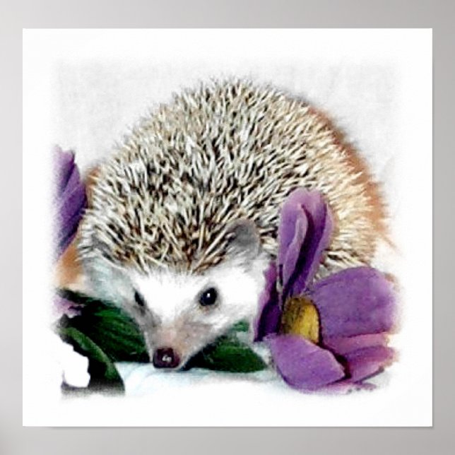 Poster Stormy the Hedgehog (Devant)
