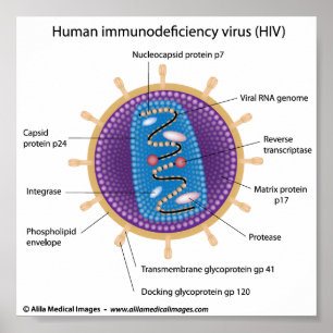 Poster Structure du virus du VIH, diagramme étiqueté.