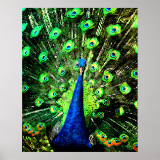 Poster Strut Peacock