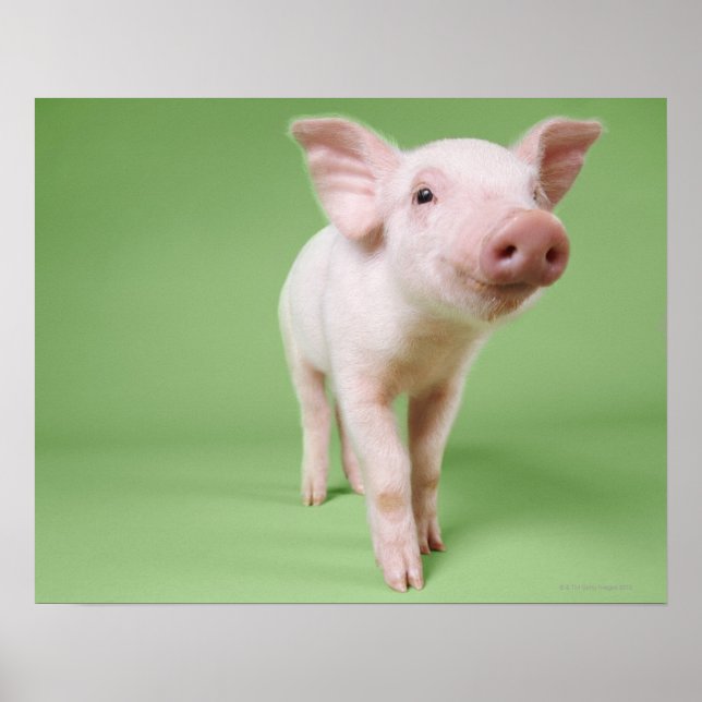 Poster Studio Cut Out of a Piglet (Devant)