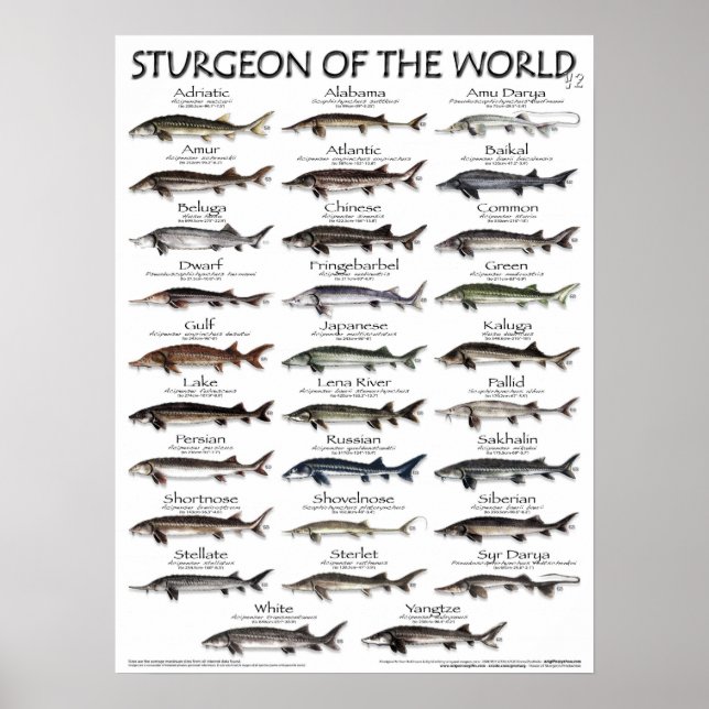 POSTER - STURGEON OF THE WORLD V2 3D - PREMIER JAM (Devant)