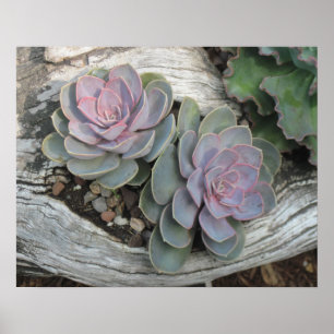 Poster Succulent Echeveria