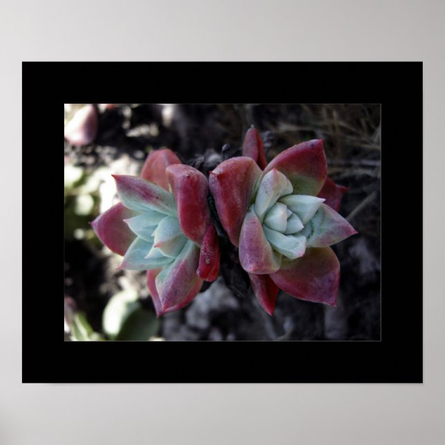 Poster Succulents subtils (Devant)