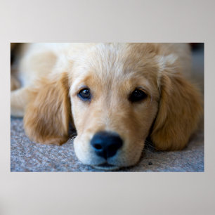 Poster Sucré, chiot doux