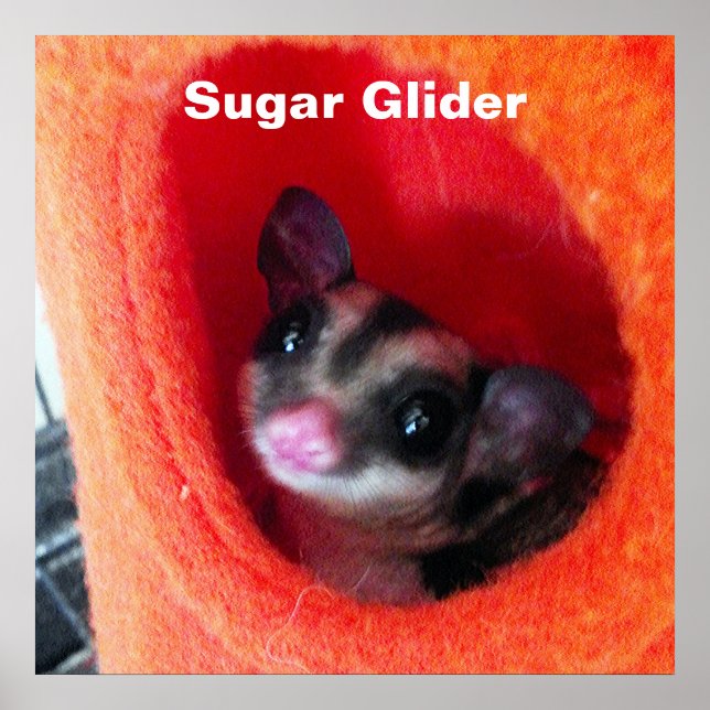 Poster Sugar Glider dans un lit orange suspendu (Devant)
