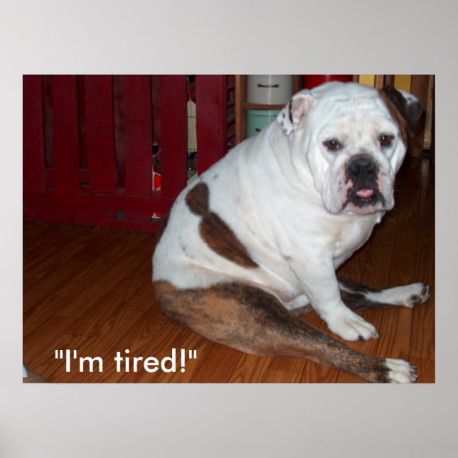 Poster - "Sullivan", le Bulldog anglais (Devant)