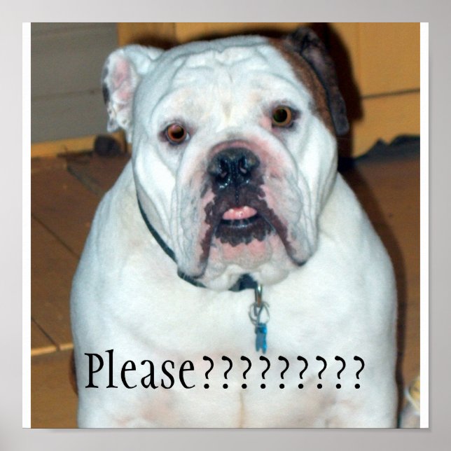 Poster "Sullivan", le Bulldog/Poster anglais (Devant)