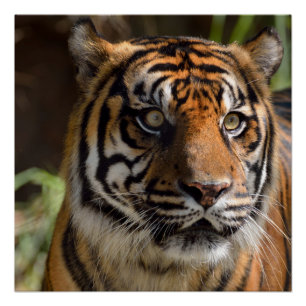 Poster Sumatran Tiger