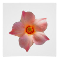 Sun Parasol Mandevilla