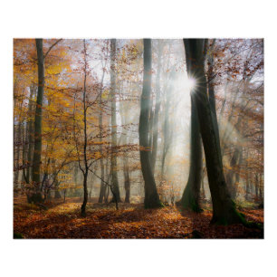 Poster Sun Rays Mystic Misty Forest, Photo