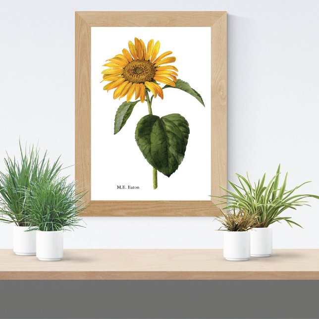 Poster Sunflower Botanical Mary Eaton (Créateur téléchargé)