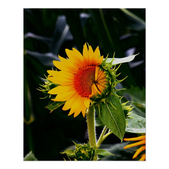 Poster Sunflower éveillée (Devant)