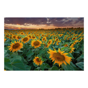 Poster Sunflower Field à Longmont, Colorado