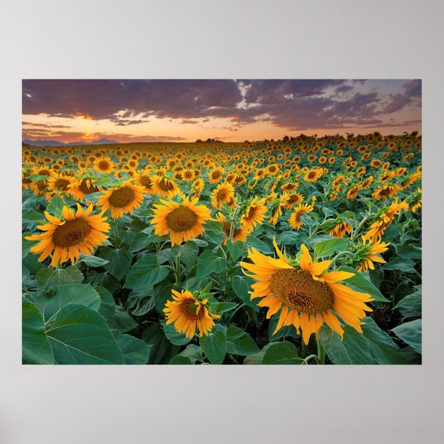 Poster Sunflower Field à Longmont, Colorado (Devant)