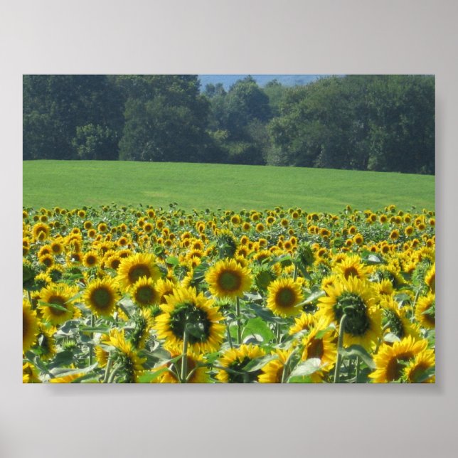 Poster Sunflower Mob (Devant)